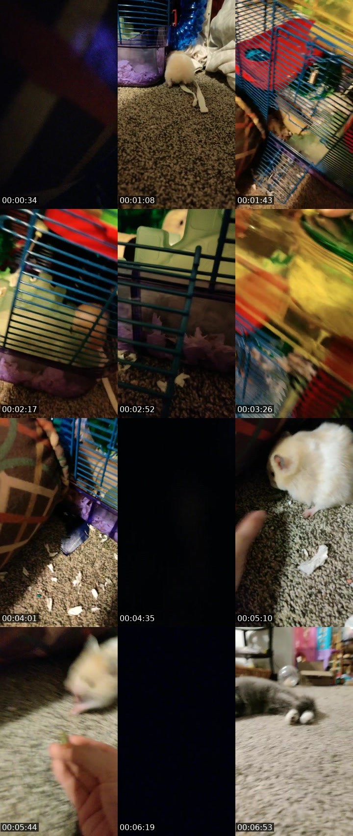 Contact-sheet preview of Swisher_life's BuzzCast recording